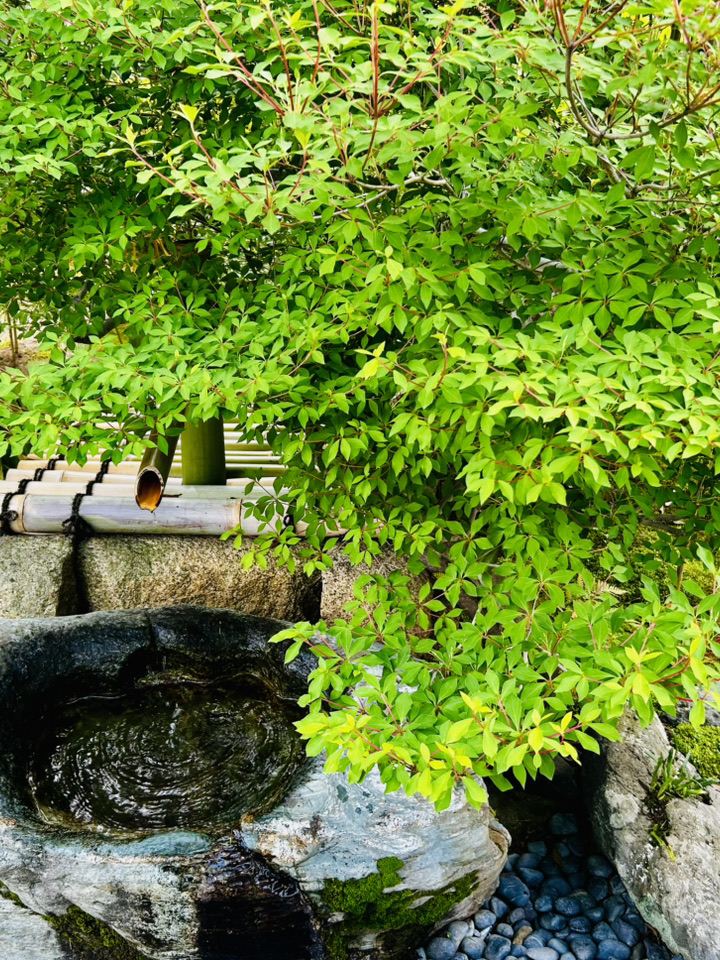 古都 四季折々の楽しみ 青もみじ | Trip.com 京都