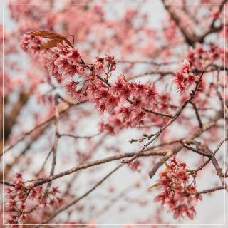 🌸 冬の旅行先をお探しですか？ルーイ県の「プーロムロー」をおすすめします。