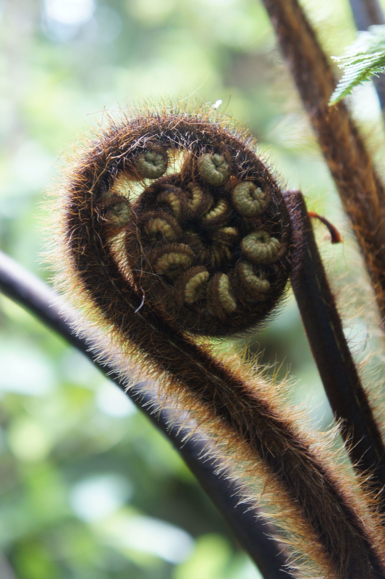 나만 알고 싶은 숨은 명소: 해밀턴 인근 카라카리키 폭포 탐방기。