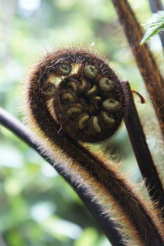 隠れた名所情報：ハミルトン近郊のカラカリキ滝を探検しよう