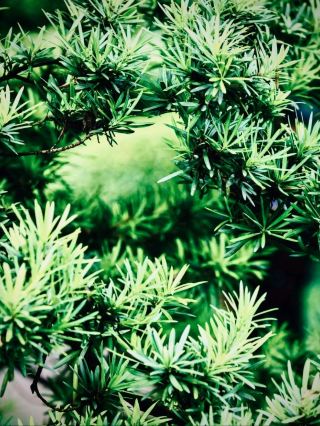 Malta Gozo Ta' Dbiegi Hill Mossy Mediterranean Forest Traileasytravelpost