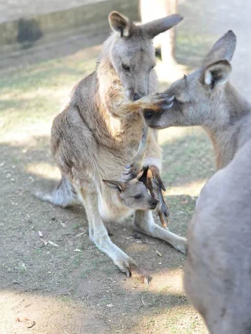 10-Day Tasmania Road Trip Guide: 9 Nights of Wild Wonders, Hidden Hikes, and World-Class Eats