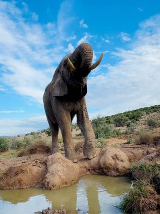 Morning Walk with Elephants 🐘

Buffelsdrift Game Lodge, South Africa

เช้าวันหนึ่งที่ Buffelsdrift Game Lodge เป็นช่วงเวลาที่ได้ใกล้ชิดกับช้างแบบที่แตกต่างจากการชมสัตว์ทั่วไป เพราะครั้งนี้เราไม่ได้มองพวกมันจากระยะไกลบนรถ Safari แต่ได้ออกมาเดินในพื้นที่ธรรมชาติ พร้อมทีมดูแลที่คอยให้ความรู้และดูแลความปลอดภัยตลอดกิจกรรม

บรรยากาศในตอนเช้าสวยมาก ท้องฟ้าเปิดสลับกับก้อนเมฆ และพื้นที่รอบ ๆ เป็นภูมิประเทศกึ่งแห้งแล้งที่มีพุ่มไม้เตี้ย ๆ กระจายอยู่ทั่วบริเวณ ยิ่งได้เห็นช้างเดินอยู่ท่ามกลางธรรมชาติแบบนี้ ยิ่งรู้สึกว่าพวกมันดูยิ่งใหญ่กว่าที่เคยเห็นในสวนสัตว์หลายเท่า

ช่วงที่ประทับใจที่สุดคือการได้ยืนอยู่ใกล้ช้างในระดับสายตา เห็นรายละเอียดของผิวหนัง งวง หู และงาที่ชัดมาก บางตัวเดินเข้ามาใกล้จนสามารถสังเกตพฤติกรรมได้แบบใกล้ ๆ ขณะที่บางช่วงก็ได้เห็นพวกมันเดินไปตามพื้นที่ กินอาหาร หรือเข้าหาแหล่งน้ำตามธรรมชาติ

อีกหนึ่งโมเมนต์ที่ชอบมากคือการได้เห็นช้างหลายตัวอยู่รวมกัน ทั้งภาพที่พวกมันเดินเรียงกันและการเข้าหากันของสมาชิกในกลุ่ม ทำให้กิจกรรมนี้ไม่ได้มีแค่ความตื่นเต้น แต่ยังได้เห็นพฤติกรรมของช้างในบรรยากาศที่เป็นธรรมชาติด้วย

Morning Walk with Elephants จึงเป็นอีกหนึ่งประสบการณ์ที่จำได้ชัดจากการมาแอฟริกา — การได้อยู่ใกล้สัตว์ตัวใหญ่ขนาดนี้ โดยมีธรรมชาติเป็นฉากหลัง และได้ใช้เวลาเฝ้าดูพวกมันอย่างสงบ ๆ 🐘🌿

📍 Buffelsdrift Game Lodge, South Africa
📸 ภาพถ่ายจากต้นฉบับที่ถ่ายด้วยตัวเอง

#BuffelsdriftGameLodgee #MorningWalkWithElephantsants #southafrica #safari #มือสมัครเที่ยว