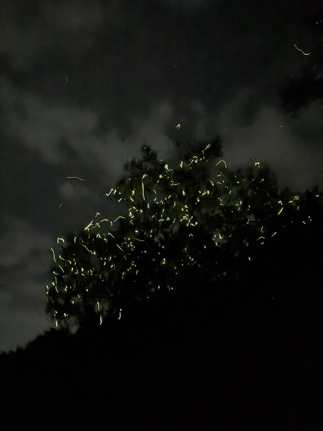 Discover Nature Magic at Naga🌳🌋💦 Discover Nature Magic at Naga🌳🌋💦