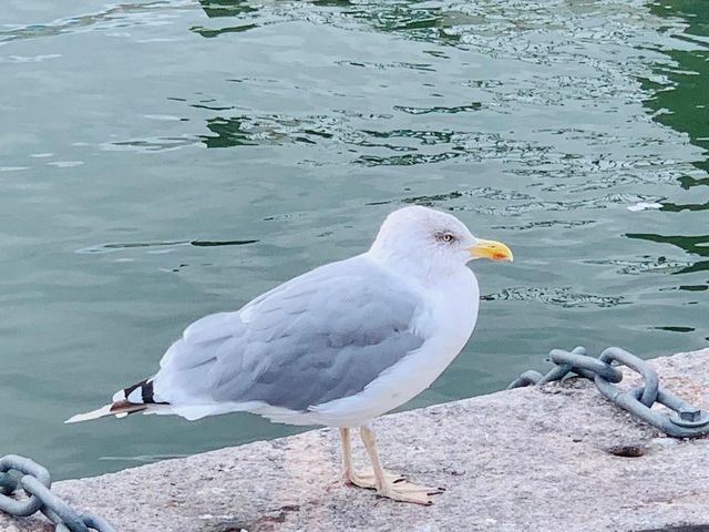 芬蘭景點-赫爾辛基港