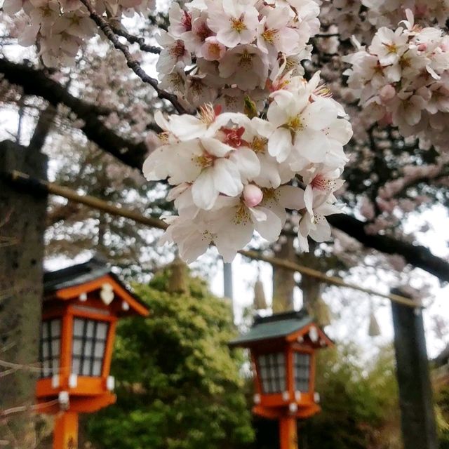 《新倉富士淺間神社》🌸絕美的櫻花，配著壯麗的富士山🗻