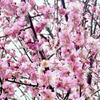 🌸Cherry blossoms in Kagoshima🌸