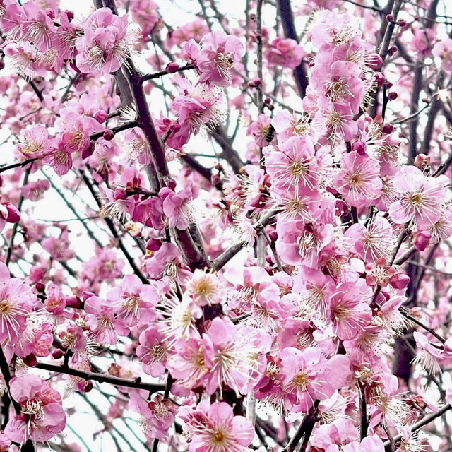 🌸Cherry blossoms in Kagoshima🌸