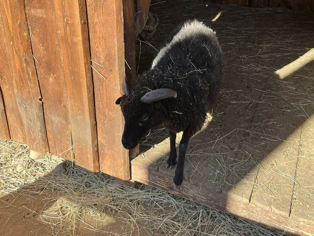 Zoo Kontakt - Liptovský Mikuláš, Slovakia