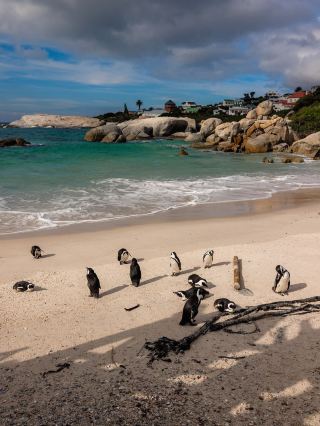 볼더스 비치 🏝️ Boulders Beach,