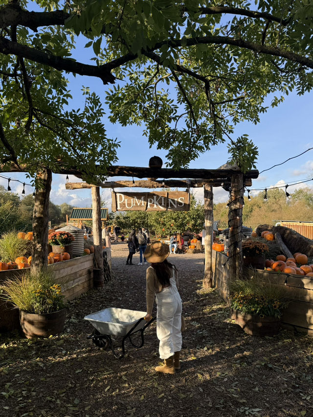 가을에 런던에서 꼭 가봐야할 pumpkin patch 🎃