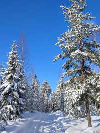 5 Reasons to Visit Rovaniemi in March 🌨️❄️