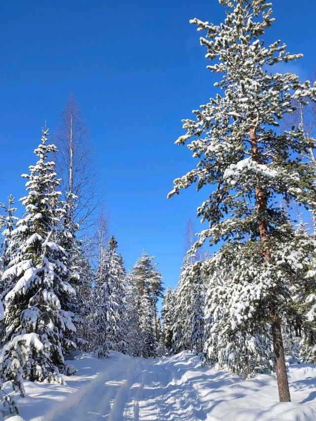 5 Reasons to Visit Rovaniemi in March 🌨️❄️