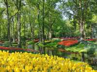 Tulip Season in the Netherlands: A Dreamy Escape to Keukenhof 🌷✨