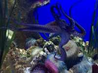 Crazy Creatures of the Aquarium 