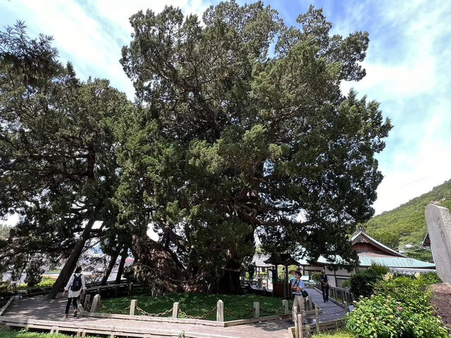 A majestic giant tree over 1600 years old