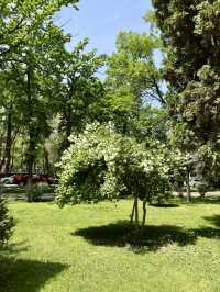 Spring Vibes at Tattybübü Tursunbayeva Garden Square, Bishkek