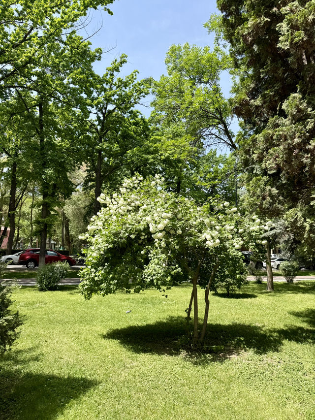 Spring Vibes at Tattybübü Tursunbayeva Garden Square, Bishkek
