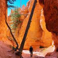 🚐 Getting Around Bryce Canyon National Park: Transportation Tips