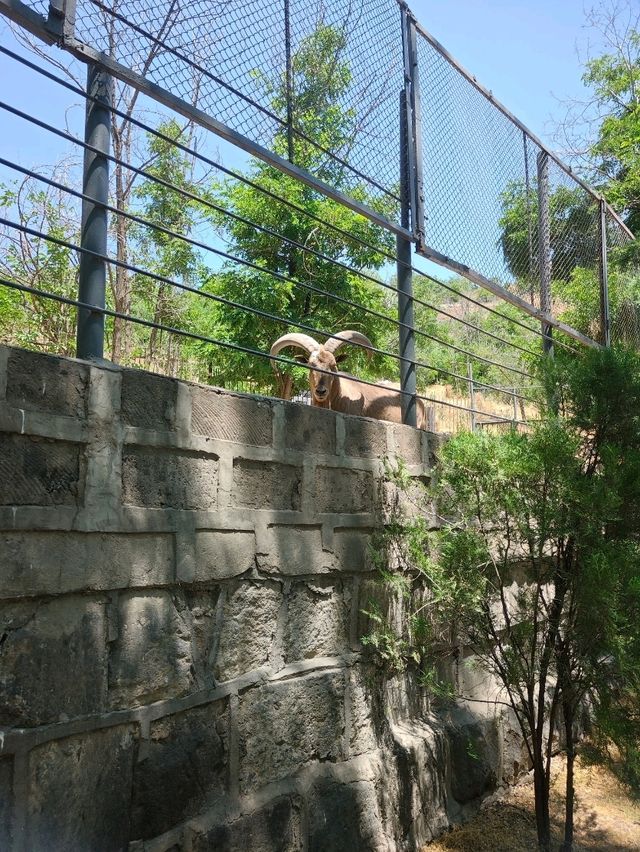 Yerevan Zoo