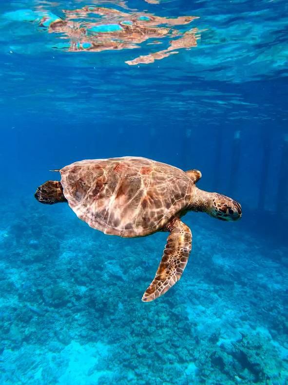  🌴🚤 Escape to Heaven: Unveiling the Charm of Hondaafushi Island Resort
