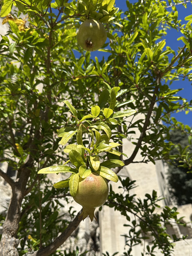 Папские сады в Авиньоне