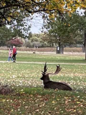 🍁 Bushy Park – Autumn Serenity in a Royal Landscape 🌿🦌