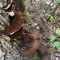 Algonquin Provincial Park