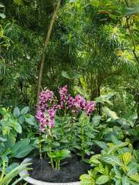 Singapore’s Orchid Haven: Jaw-Dropping Spots & Vibes 🌸✨