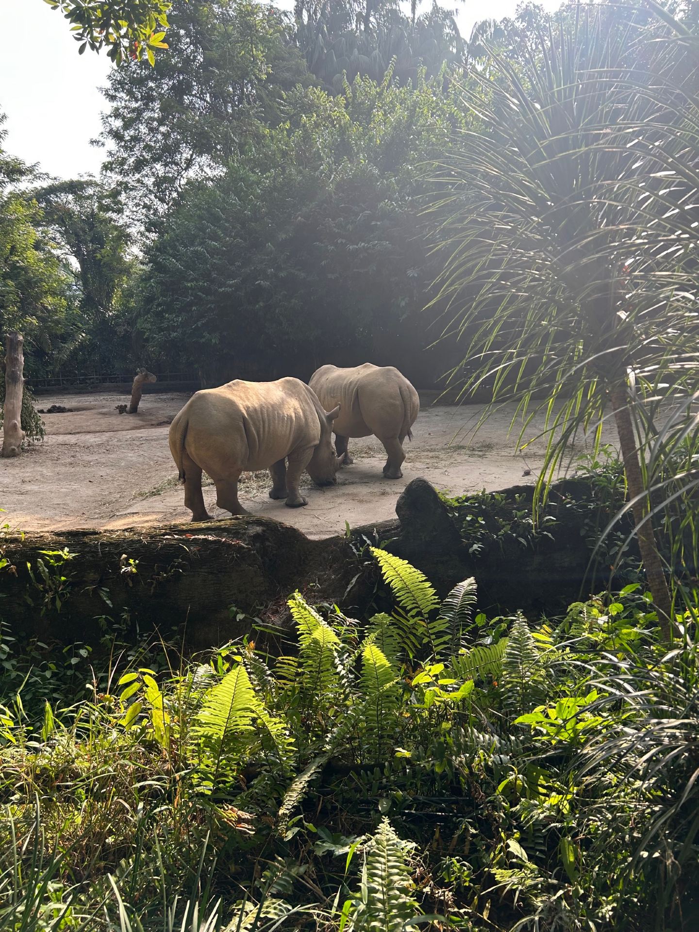 Singapore Zoo Review | A Hugely Popular Must-Visit for Families with Thoughtful Facilities and a Perfect Experience!