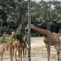 Fun experience at Shenzhen Safari Park