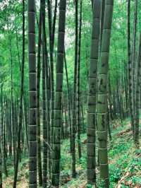 Bamboo Forest Hiking in Moganshan🎋🌿
