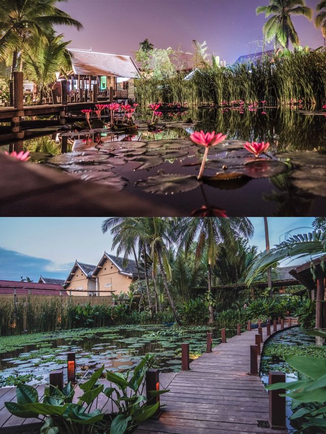 在一池蓮花畔用餐才是浪漫事🪷