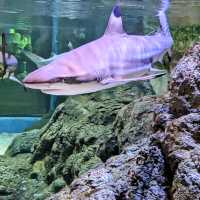 Aquarium adventure 