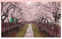 Don't miss the cherry blossoms in Zhenhai when enjoying cherry blossoms in Korea.