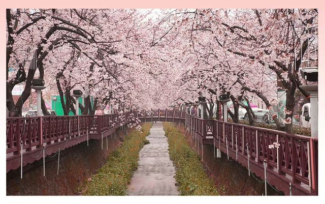 Don't miss the cherry blossoms in Zhenhai when enjoying cherry blossoms in Korea.
