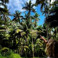 Coconut Forest 🌴 
