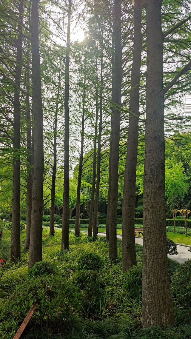 Pudong Jinqiao Park, the backyard of nearby residents, 30.
