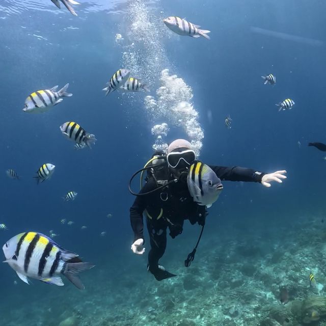 Down in the deep blue sea, my first Scuba