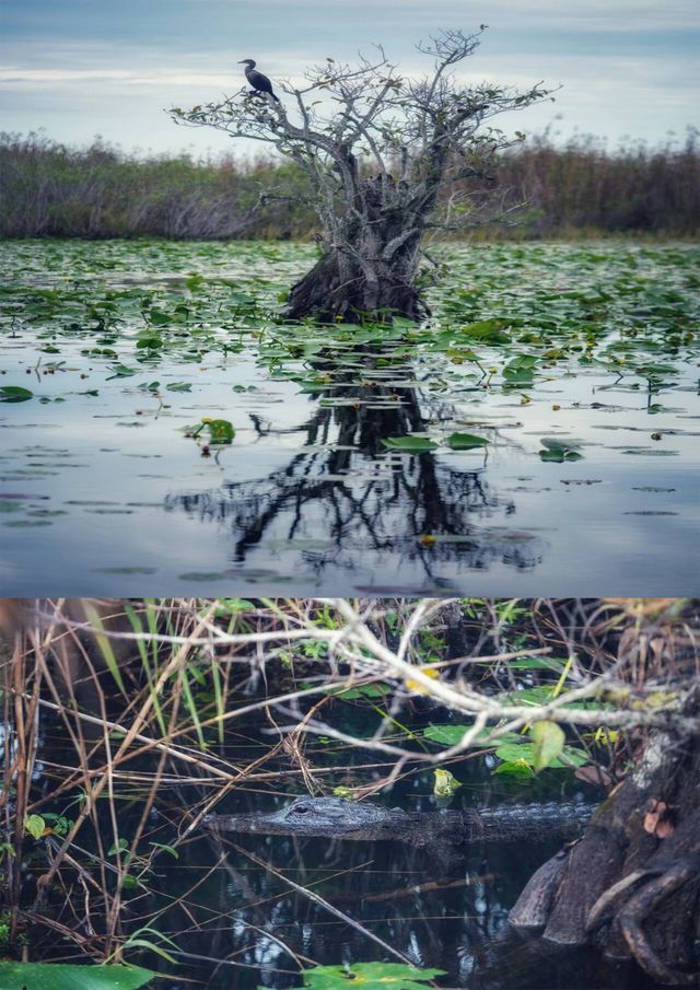 大自然奇蹟｜大沼澤地鱷魚場