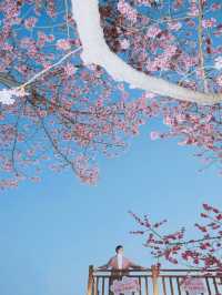 坐粉紅色小火車宮赴福建最美賞櫻之地