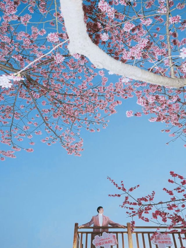 坐粉紅色小火車宮赴福建最美賞櫻之地 坐粉紅色小火車宮赴福建最美賞櫻之地