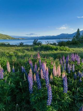 So this is what the lupins in the song look like