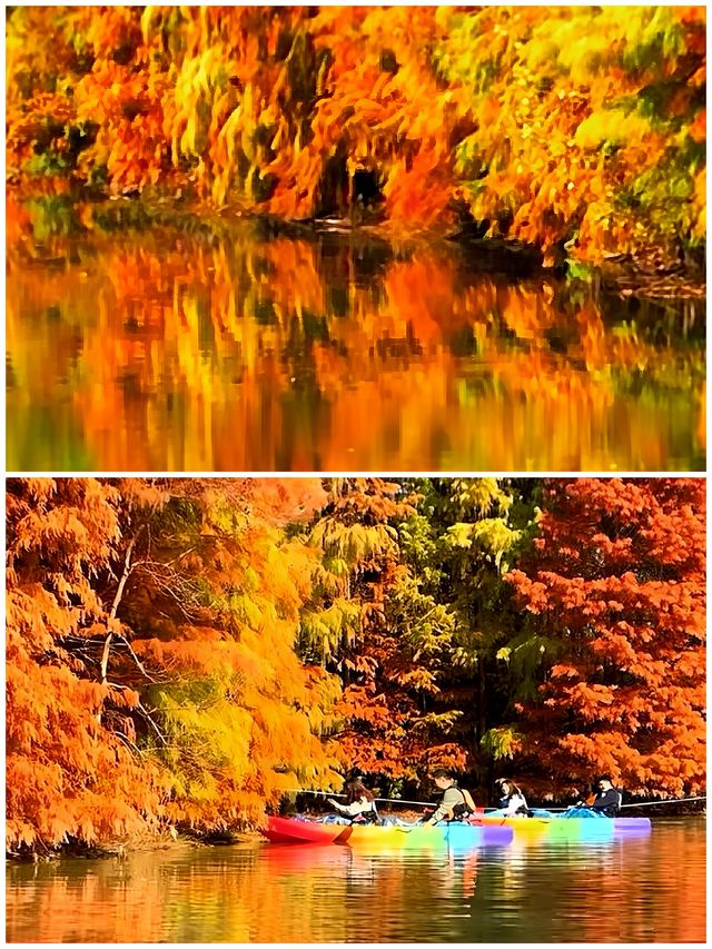 這不是川西，是上海海灣森林公園！