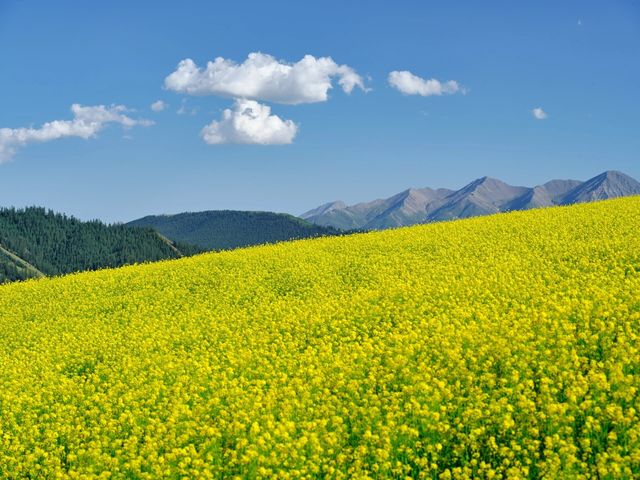 門源的萬畝花海是西北夏天獨有的浪漫