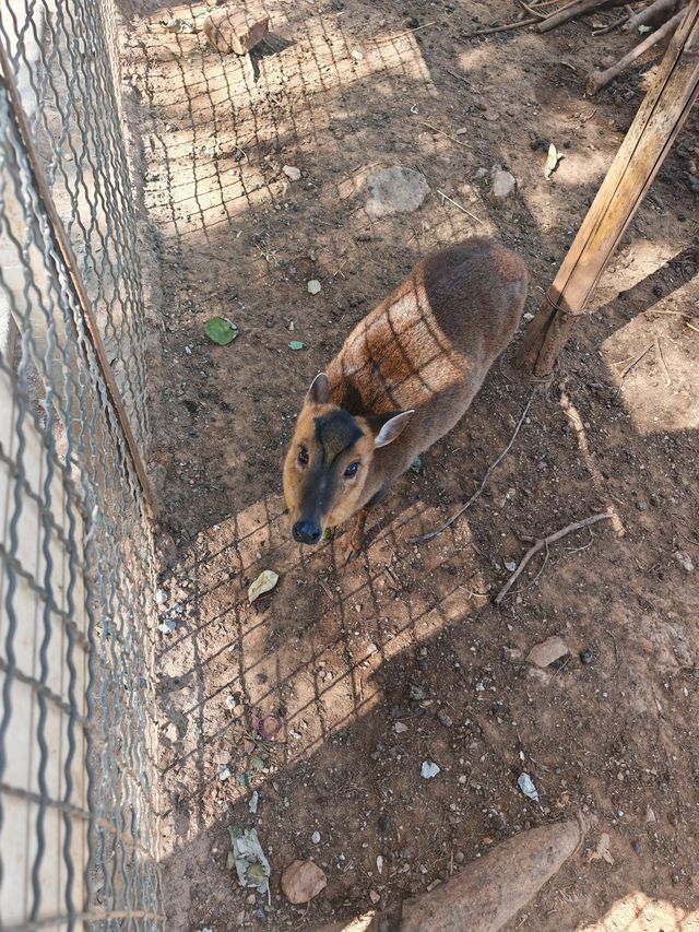 昆明動物園 | 這20塊花的超值