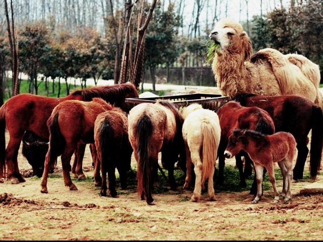 杭州野生動物世界，你去過嗎？