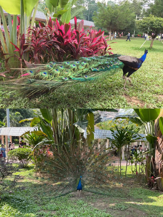 必看廣州動物園國慶遊玩墜強攻略