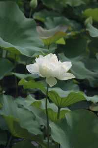 黃興公園荷花