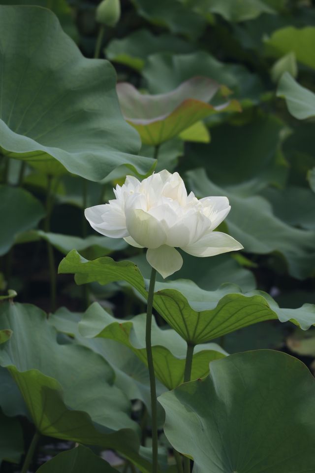 黃興公園荷花 黃興公園荷花